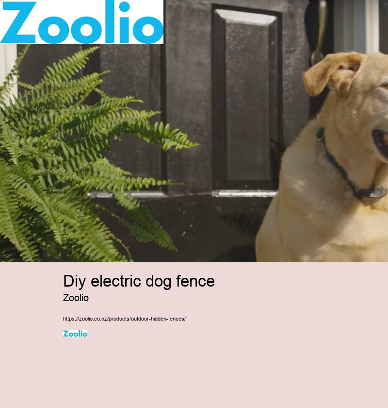 electric dog fence near me