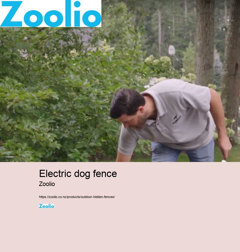 electric dog fence