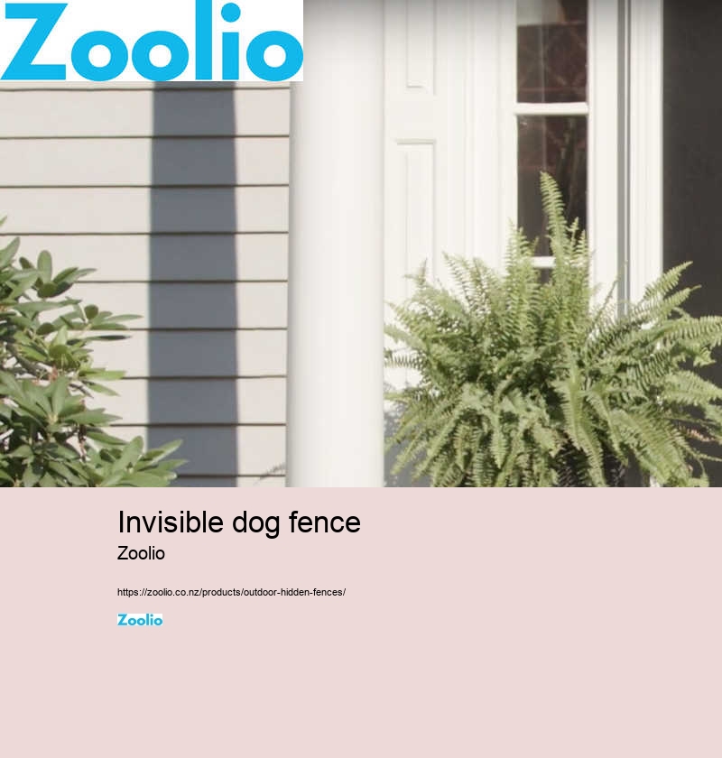 best wireless dog fence