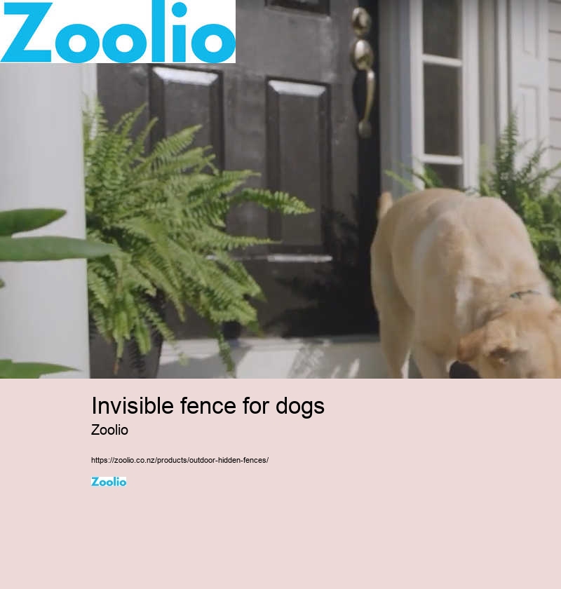 dog fence system